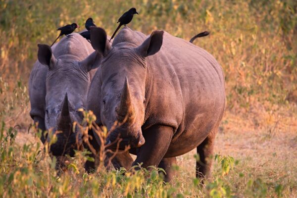 1-DAY-Ziwa-Rhino-Sanctuary 1-DAY-Ziwa-Rhino-Sanctuary