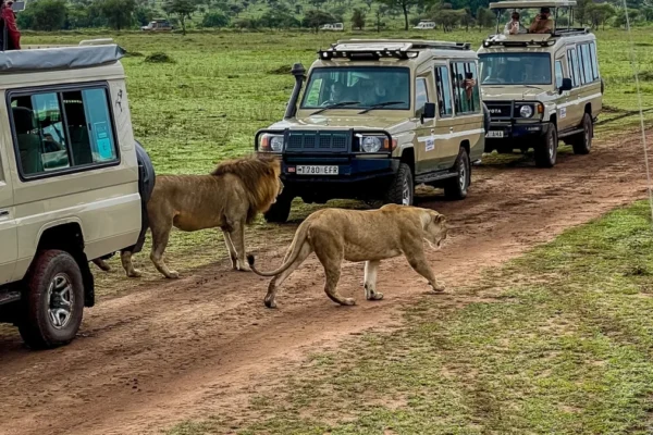 14 Days Tanzania Rwanda Uganda Safari