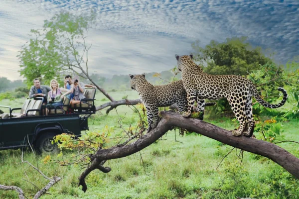 10 Days Rwanda Uganda  Kenya Safari Experience