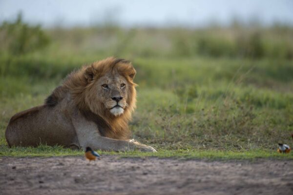 10 Days Tanzania and Zanzibar Safari