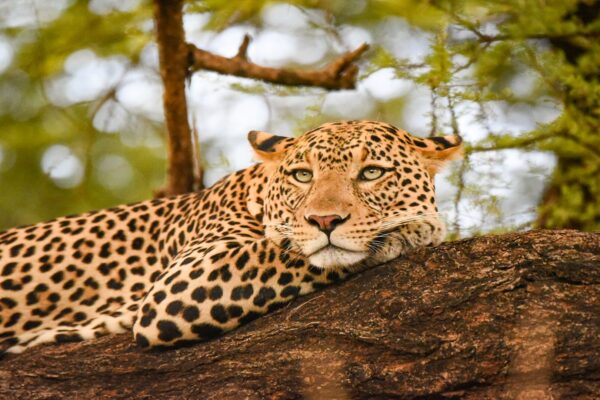 11 Days Kenya Uganda Rwanda Safari Experience