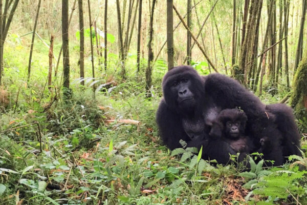 12-Day Primates and Wildlife Uganda Safari