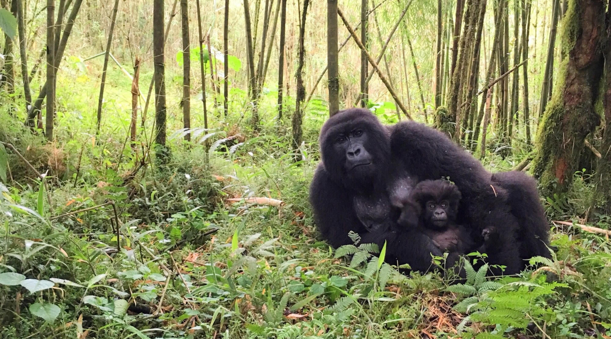 12-Day Primates and Wildlife Uganda Safari