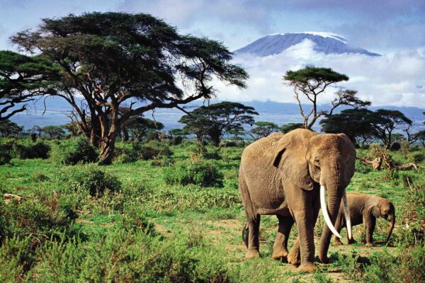 5-Day Kenya Safari Adventure