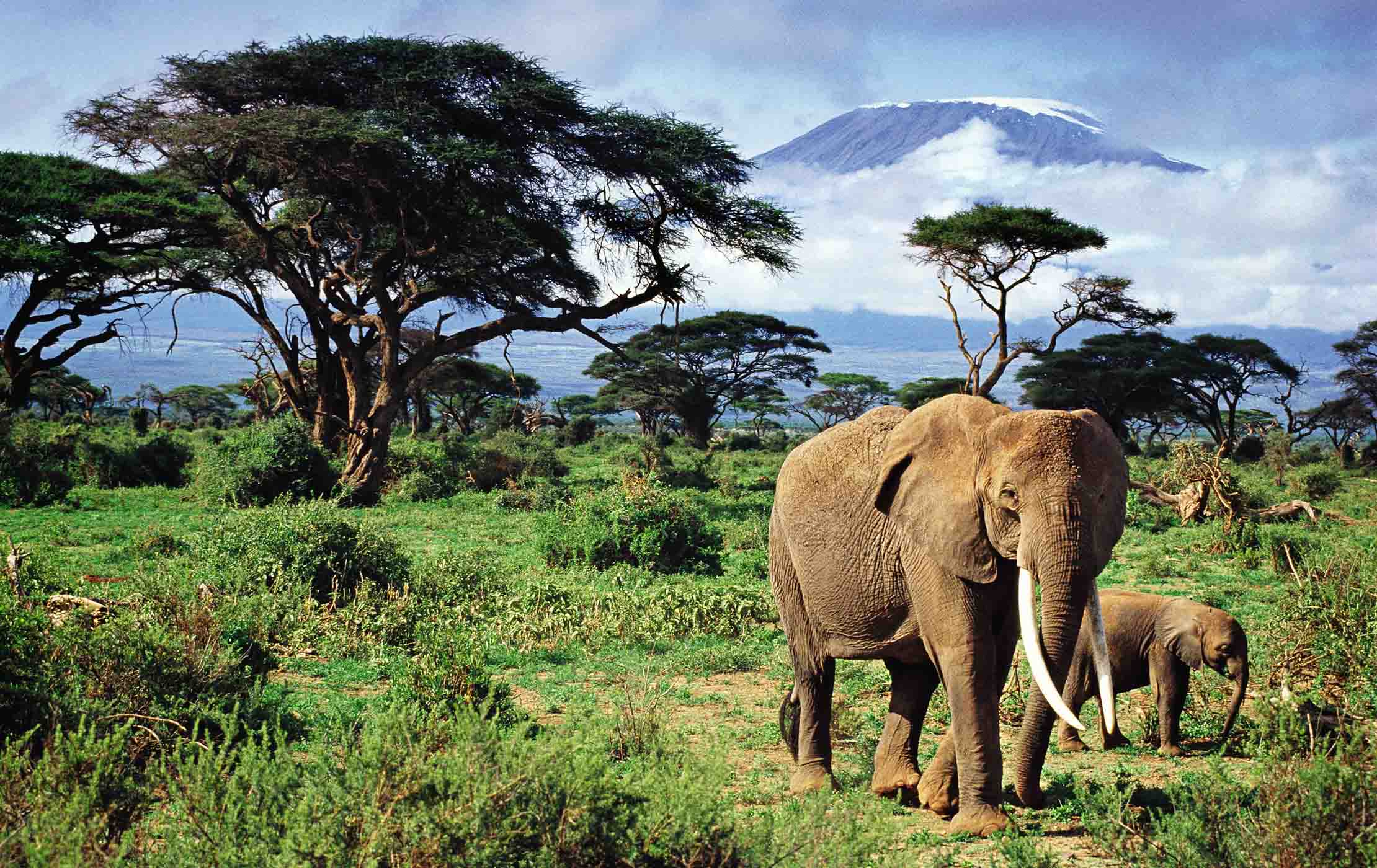 5-Day Kenya Safari Adventure