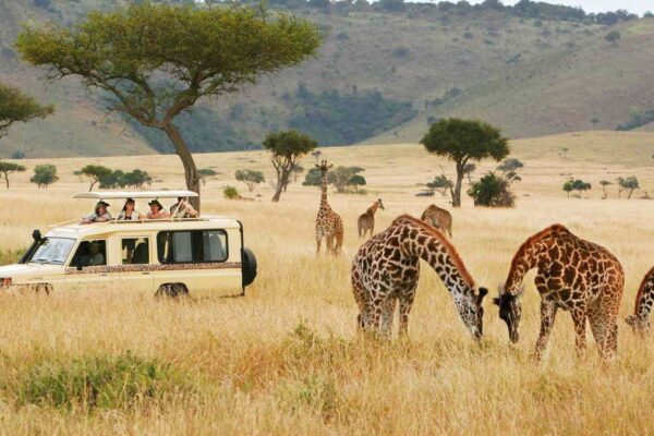 12 Days Kenya Uganda Rwanda Safari Experience