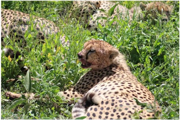 5 Days Best of Tanzania Wildlife Safari