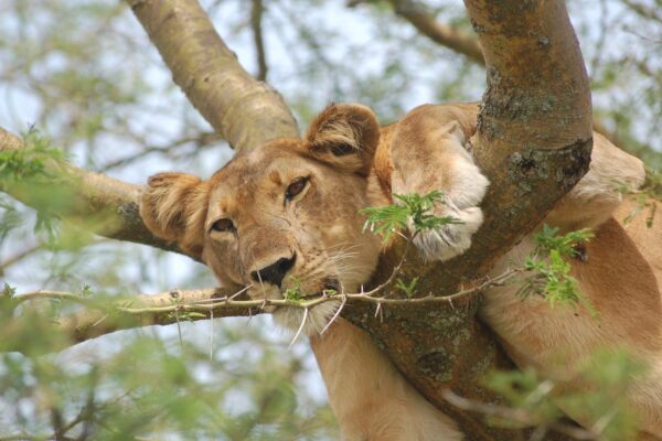 7 Days Western Uganda Circuit Tour