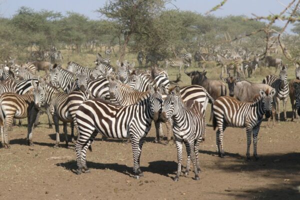 9 Days Kenya Uganda Rwanda Safari Experience