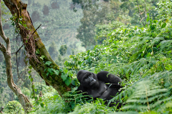Bwindi-