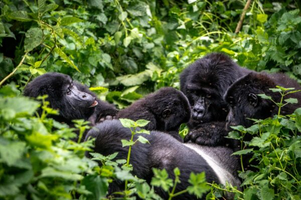 Bwindi Impenetrable Forest National Park