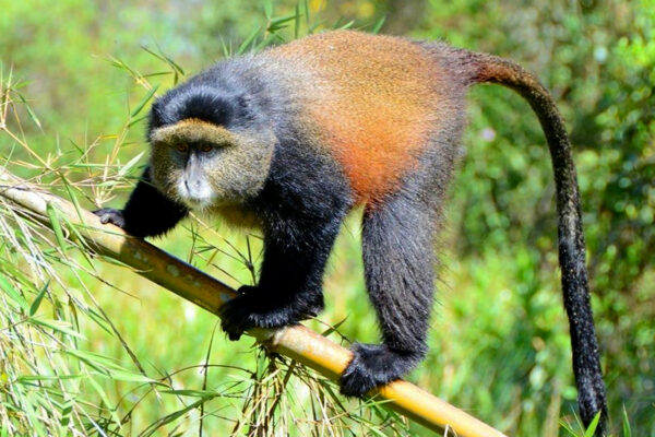 Golden-Monkey-Tracking-in-Rwanda-2