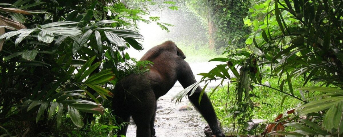3 Day Uganda Gorilla Trekking Safari