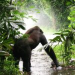 3 Day Uganda Gorilla Trekking Safari