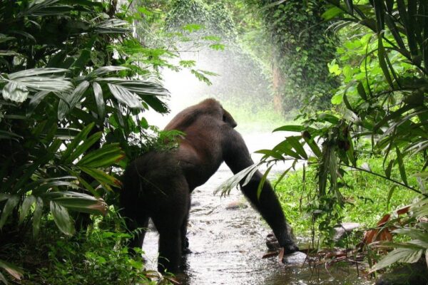3 Day Uganda Gorilla Trekking Safari