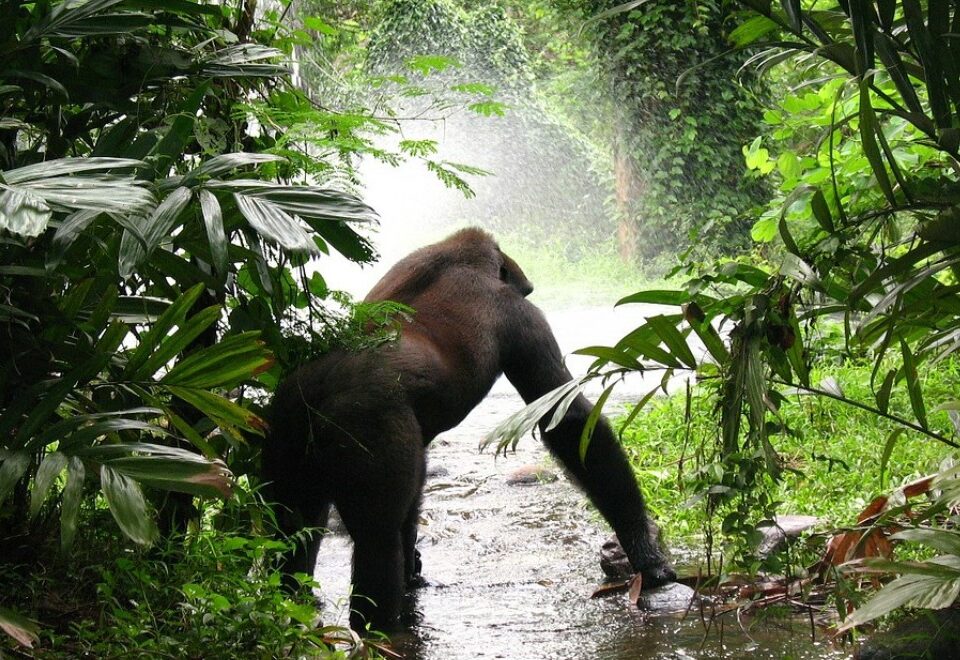 3 Day Uganda Gorilla Trekking Safari