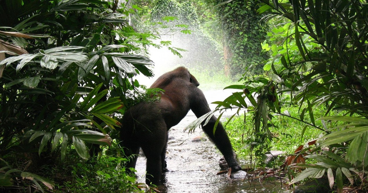 3 Day Uganda Gorilla Trekking Safari