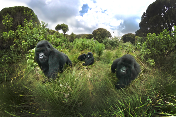 8 Days Uganda Gorilla Trekking and Masai Mara Safari