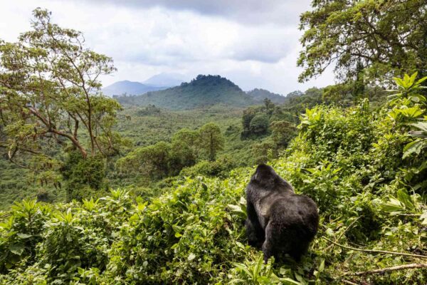 Gorilla-Trekking-in-Rwanda-Volcanoes National Park Gorilla-Trekking-in-Rwanda-Volcanoes National Park