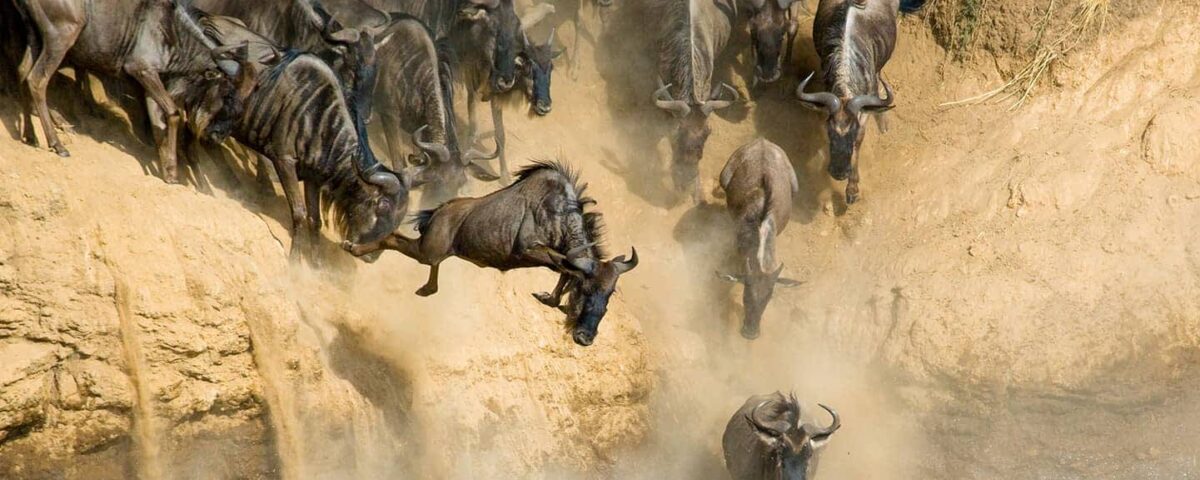 Which Countries Can I See the Great Migration In?