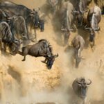 Which Countries Can I See the Great Migration In?