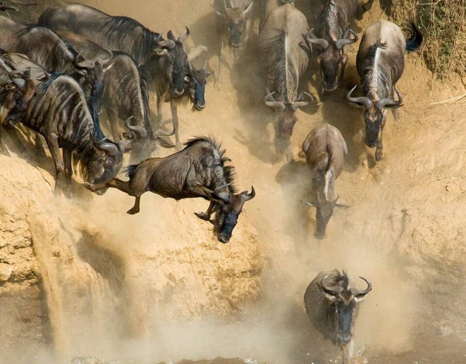 Which Countries Can I See the Great Migration In?