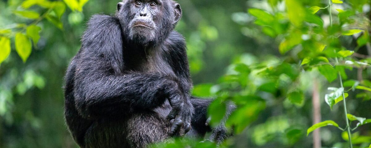 6 Days Rwanda Wildlife and Chimpanzee Tracking Safari