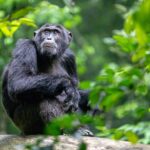 6 Days Rwanda Wildlife and Chimpanzee Tracking Safari
