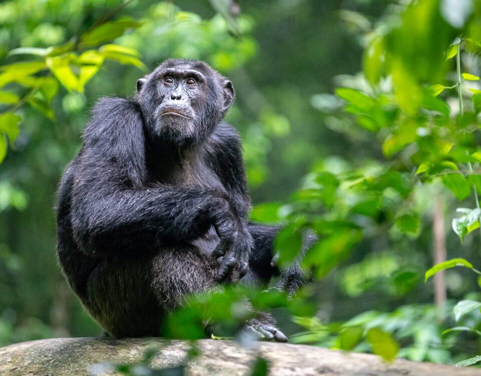 6 Days Rwanda Wildlife and Chimpanzee Tracking Safari