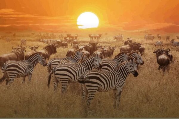 5-Day Kenya Safari Adventure