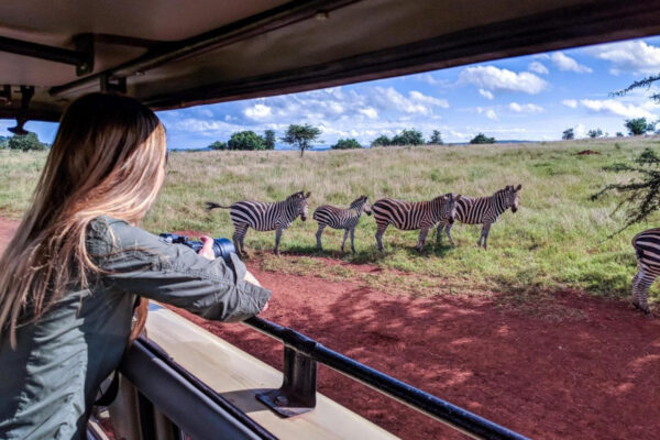 Serengeti Game Drives Serengeti National Park
