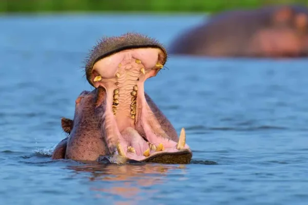 What Makes Lake Mburo National Park Special and Exceptional What Makes Lake Mburo National Park Special and Exceptional