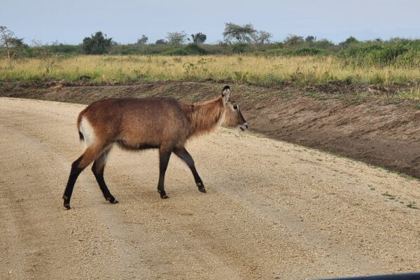 Tanzania Wildlife Safaris