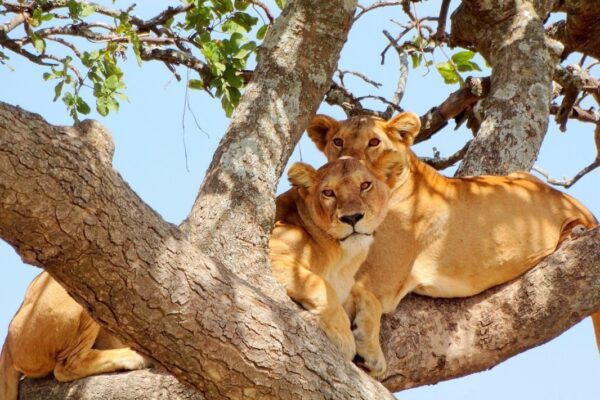 Lake Manyara National Park Kenya National Parks