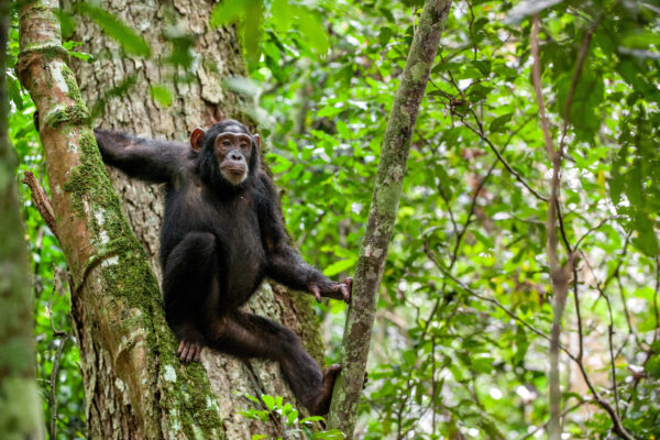 5 Days Rwanda Primates Safari