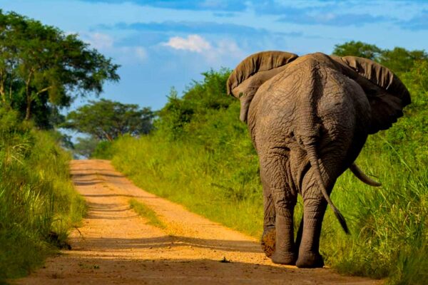 12 Days Uganda Wildlife & Primates Safari