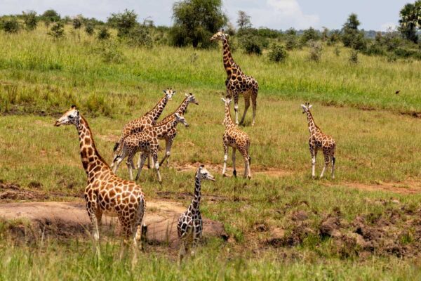 6 Days Eastern Uganda Circuit