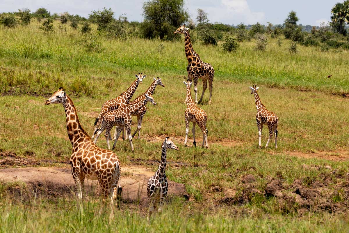 6 Days Eastern Uganda Circuit