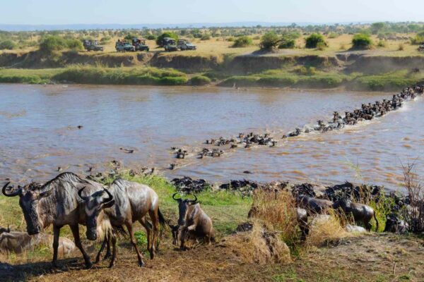 Kenya Great Migration Safaris