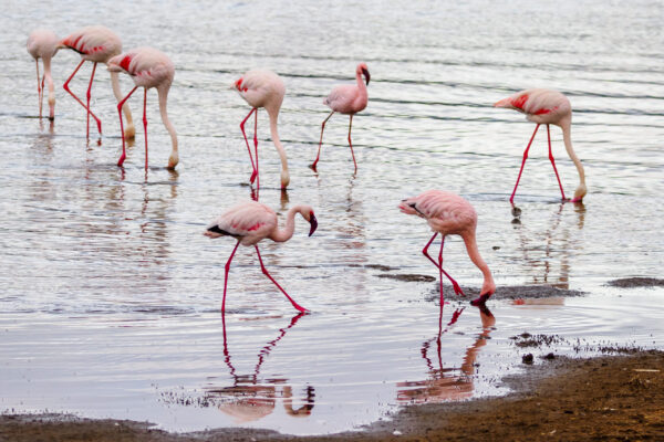 Kenya Birding Safaris