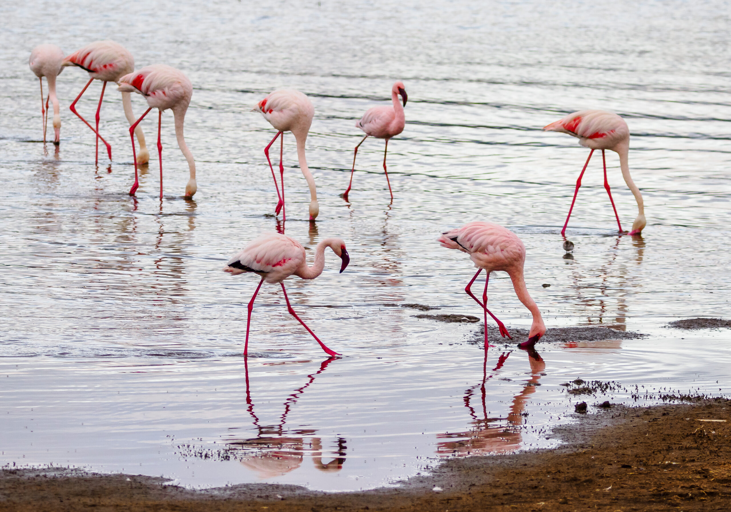 Kenya Birding Safaris