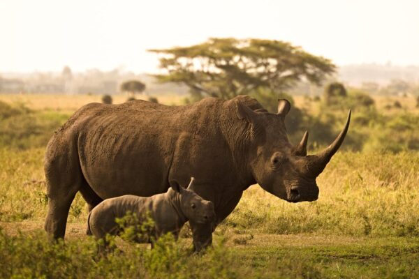 Kenya Big Five Safaris
