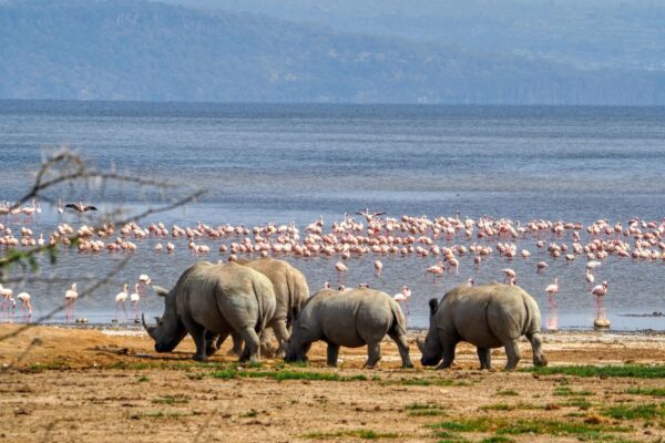 Lake Nakuru National Park..