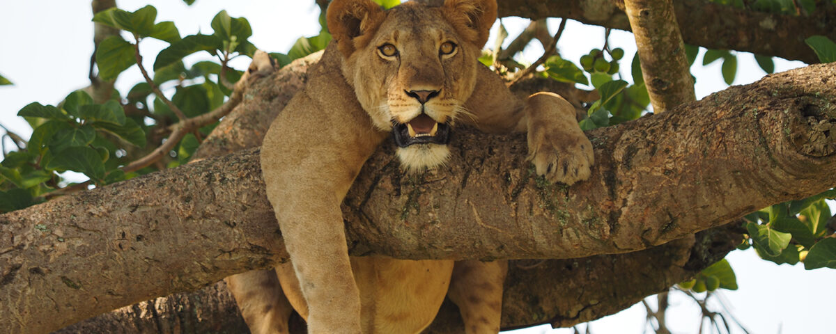 Top 10 Tourist Attractions in Uganda