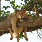 Top 10 Tourist Attractions in Uganda