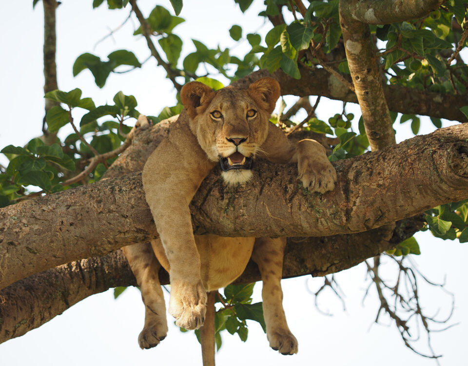 Top 10 Tourist Attractions in Uganda