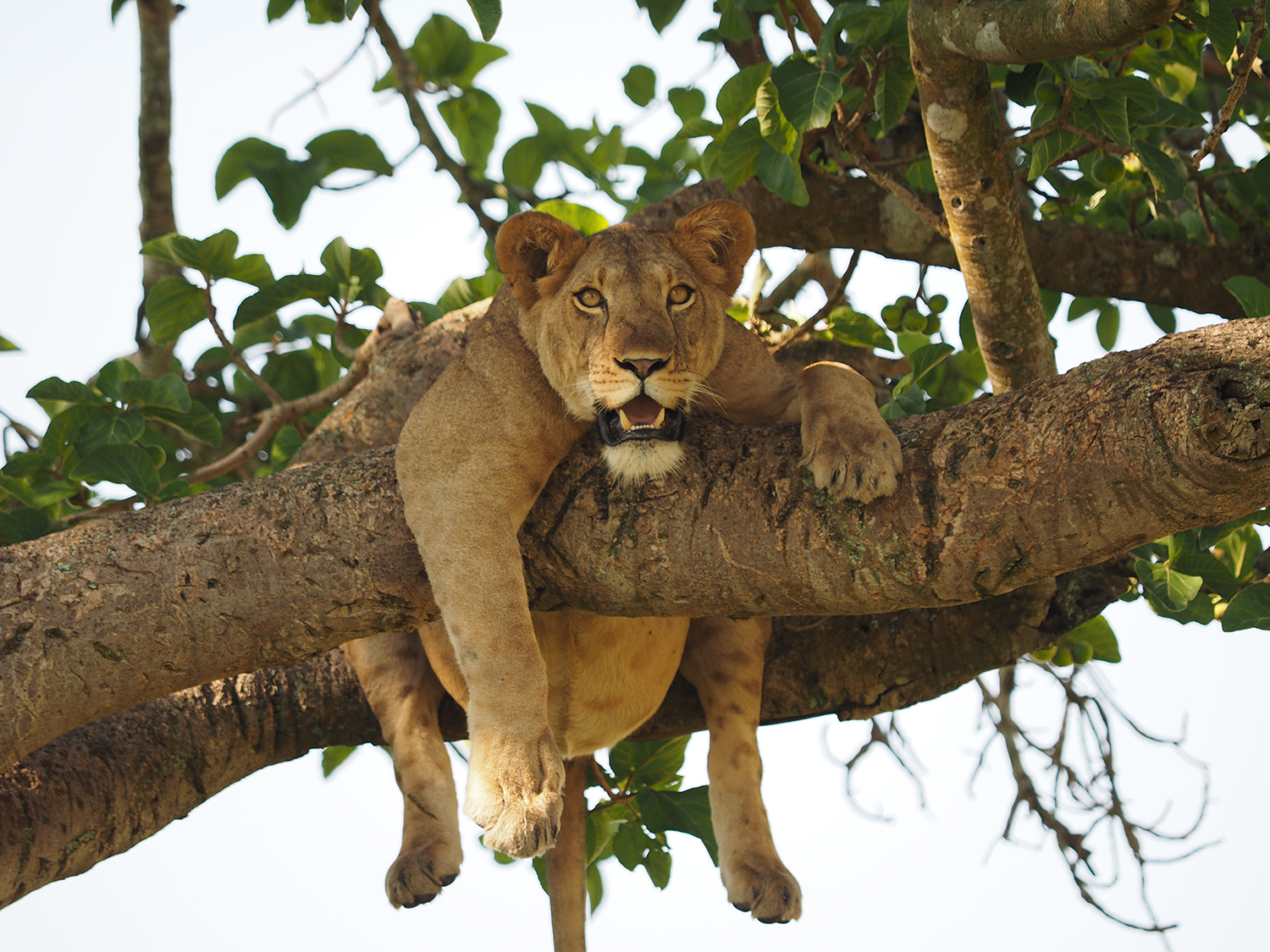 Top 10 Tourist Attractions in Uganda