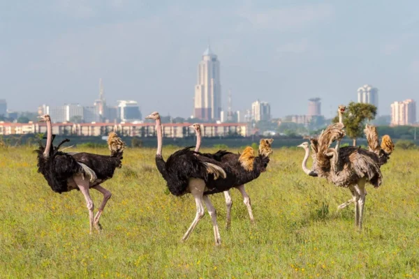 Nairobi-National-Park-Safari