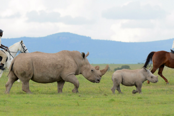 Ol Pejeta Conservancy