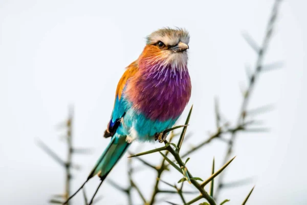 Rwanda Birding Safaris Rwanda Birding Safaris